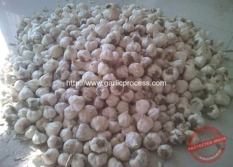 Dryed-Garlic-Leaf-and-Root-Cutting-Machine-Operation